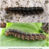 issoria lathonia dubki final larva1